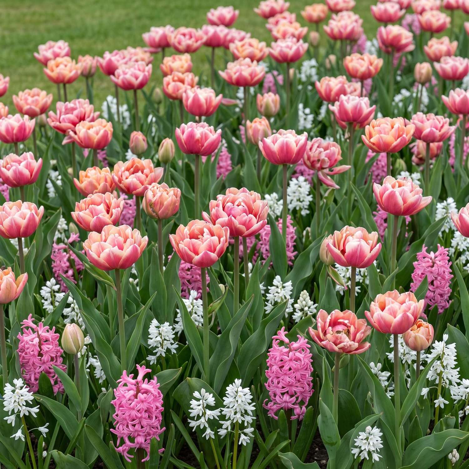 Fertigbeet 'Candy Floss' (1 m²)